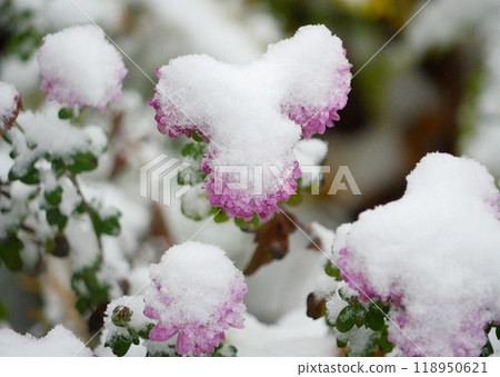 Pink flowers covered with snow Pink flowers covered with snow 118950621