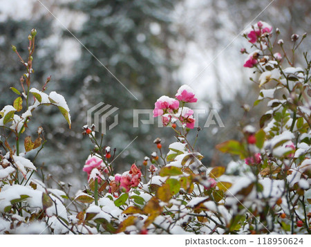 Pink roses covered with snow 118950624