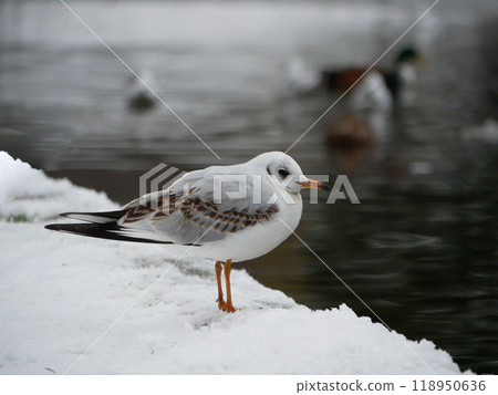 A seagull in the snow on the shore of a frozen lake A seagull in the snow on the shore of a frozen lake 118950636