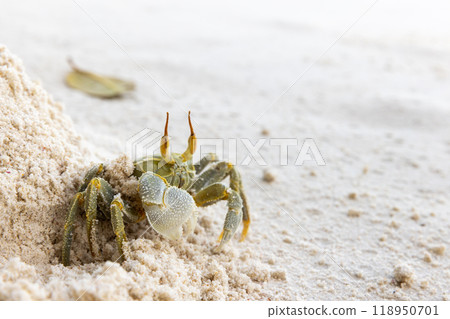 Horned ghost crab or horn-eyed ghost crab sits on white coastal sand Horned ghost crab or horn-eyed ghost crab sits on white coastal sand 118950701