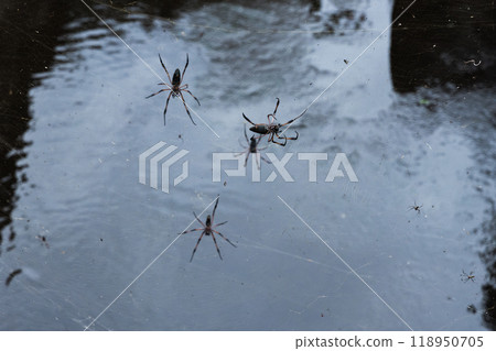Red-legged golden orb-weaver spiders are on spiderwebs, close-up Red-legged golden orb-weaver spiders are on spiderwebs, close-up 118950705