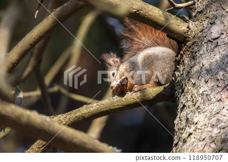 A squirrel gnaws a fir cone while sitting on a branch 118950707