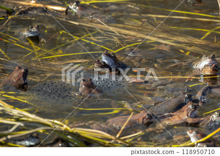 Common frog mass spawning event in the wild, close-up 118950710