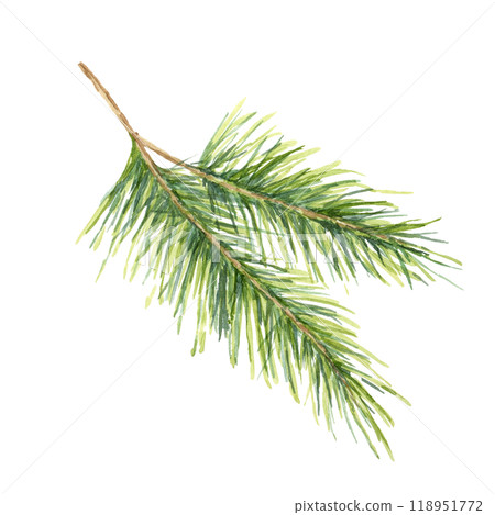 Green spruce branch with detailed needles. Hand drawn isolated Watercolor illustration for festive product packaging, Christmas decorations, holiday invitations, or winter nature-themed craft projects Green spruce branch with detailed needles. Hand drawn isolated Watercolor illustration for festive product packaging, Christmas decorations, holiday invitations, or winter nature-themed craft projects 118951772