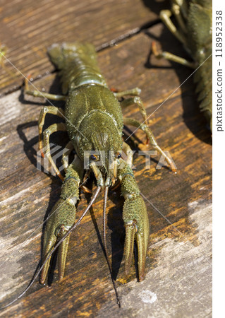 live river crayfish on a wooden table at a picnic 118952338