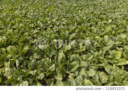 agricultural field with green beets agricultural field with green beets 118952351