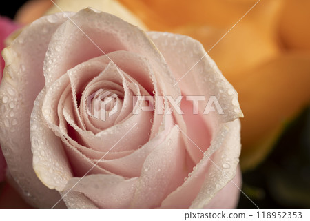 bouquet of roses of different colors close-up 118952353