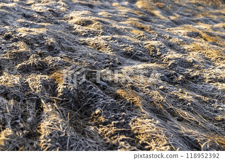 part of the field where the grass froze in winter 118952392