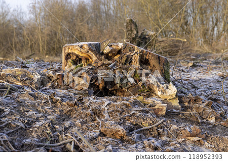 the territory of the cut down forest 118952393