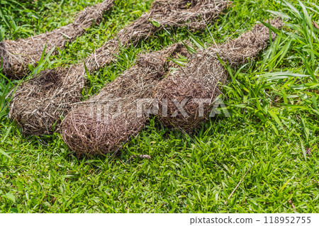 Bird nests of Montezuma Oropendola hanging from tree branches against a cloudy sky. Nature, wildlife, and habitat concept Bird nests of Montezuma Oropendola hanging from tree branches against a cloudy sky. Nature, wildlife, and habitat concept 118952755