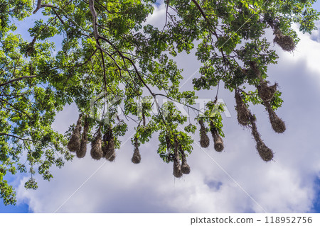 Bird nests of Montezuma Oropendola hanging from tree branches against a cloudy sky. Nature, wildlife, and habitat concept Bird nests of Montezuma Oropendola hanging from tree branches against a cloudy sky. Nature, wildlife, and habitat concept 118952756