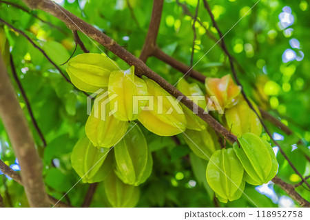 Carambola, also known as star fruit. Star fruits growing on a tree. Tropical nature, agriculture, and organic produce concept Carambola, also known as star fruit. Star fruits growing on a tree. Tropical nature, agriculture, and organic produce concept 118952758