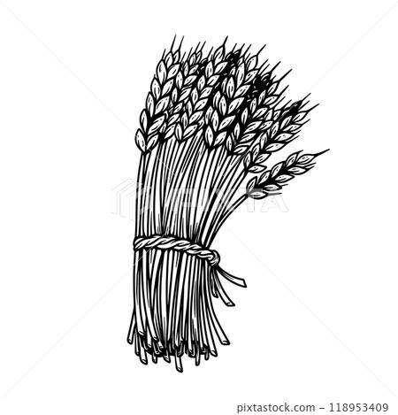 Illustration of sheaf of wheat in engraving style. Design element for emblem, sign, poster, package design. Vector illustration Illustration of sheaf of wheat in engraving style. Design element for emblem, sign, poster, package design. Vector illustration 118953409