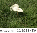 White mushroom 118953459