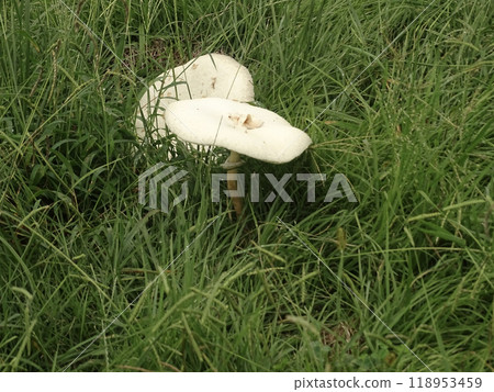 White mushroom White mushroom 118953459