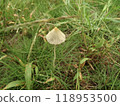 Small mushrooms 118953500