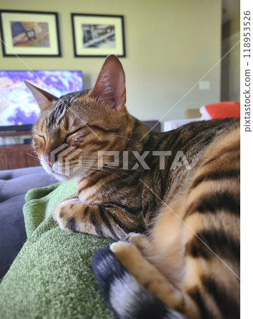 Bengal Cat Dozing on Green Blanket in Cozy Living Room Eye-Level Perspective Bengal Cat Dozing on Green Blanket in Cozy Living Room Eye-Level Perspective 118953526