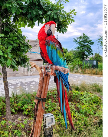 Vibrant Red Macaw Perched in Lush Park Setting Vibrant Red Macaw Perched in Lush Park Setting 118953577