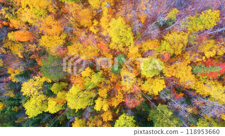 Aerial Top Down Autumn Tapestry in Temperate Forest, Michigan Aerial Top Down Autumn Tapestry in Temperate Forest, Michigan 118953660