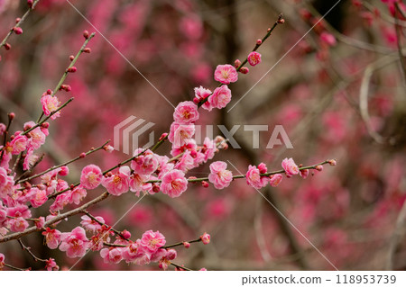 梅花盛開的春天景色 118953739