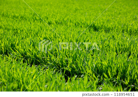 Barley young leaves 118954651