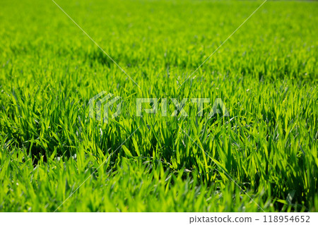 大麥幼葉 118954652