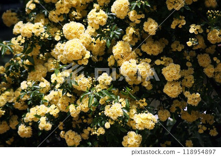 A lot of blooming bank roses A lot of blooming bank roses 118954897