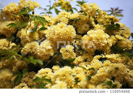 A lot of blooming bank roses A lot of blooming bank roses 118954898