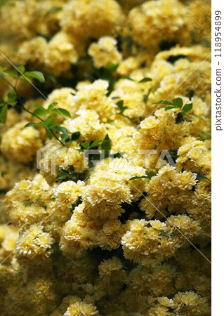 A lot of blooming bank roses A lot of blooming bank roses 118954899