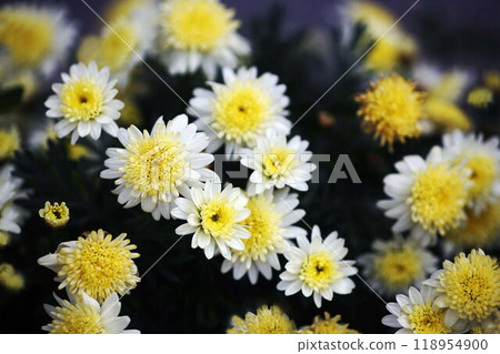 Bonza margaret, white and yellow flowers Bonza margaret, white and yellow flowers 118954900