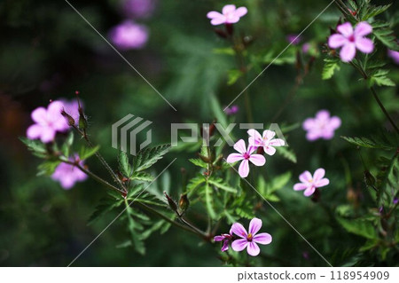 Himefuuro flowers blooming in the morning sun 118954909