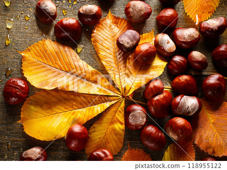 Autumn taste: picking chestnuts and falling leaves Autumn taste: picking chestnuts and falling leaves 118955122