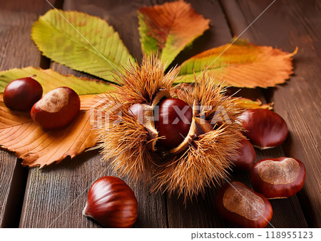 Autumn taste: picking chestnuts and falling leaves 118955123