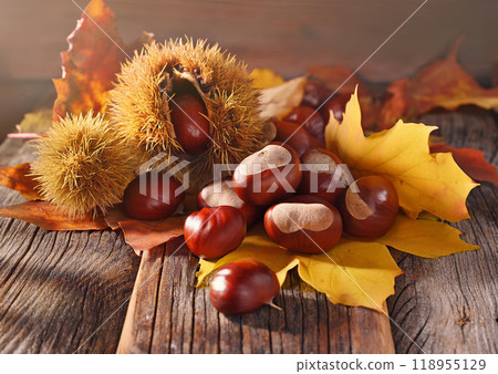 秋味栗採落葉 118955129