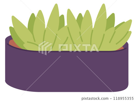 Home garden plant. Green succulent. Urban jungle pot Home garden plant. Green succulent. Urban jungle pot 118955355