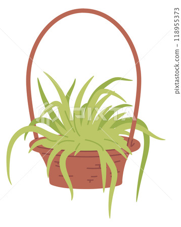 Spider plant color icon. Botanical home greenery 118955373