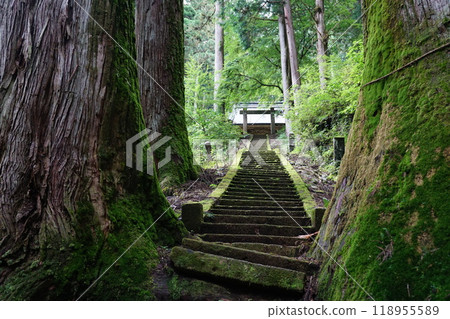 Huge cedar and shrine Huge cedar and shrine 118955589
