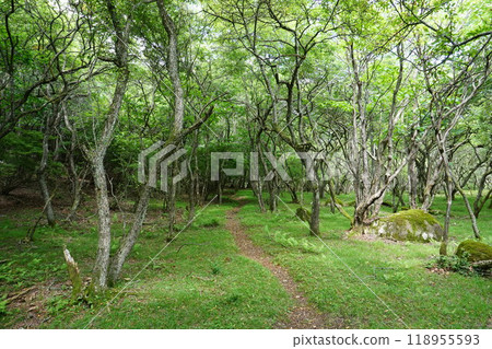In the mountains 118955593