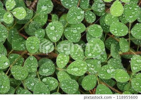 Clover and waterdrop 118955600