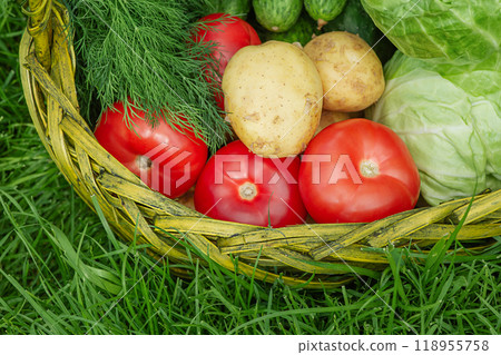 Vegetables in a basket on green grass. Cabbage, tomatoes, cucumbers and potatoes. 118955758