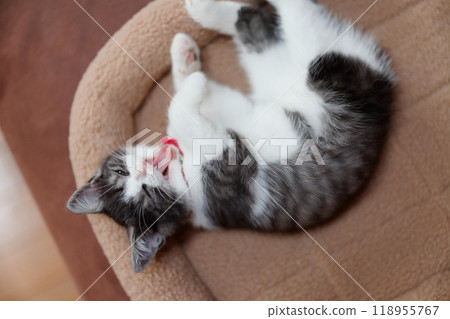 Yawning cat 118955767