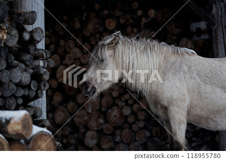 北海道冬季兒童 北海道冬季兒童 118955780