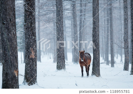 北海道冬季兒童 118955781