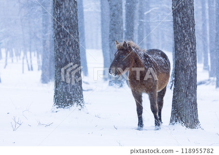 北海道冬季兒童 118955782