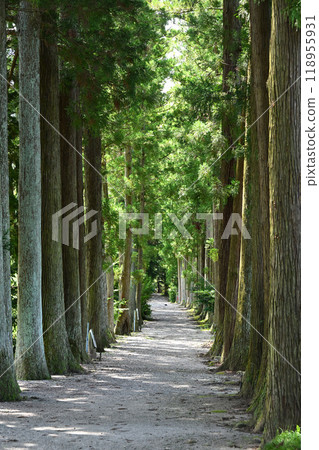 The approach to Memeyama Tateyama Temple, lined with Japanese hemlock trees, always quietly welcomes visitors. 118955931