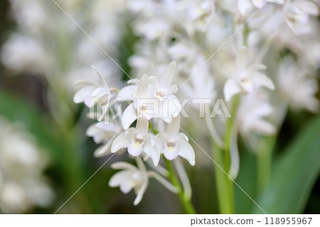 Dendrobium kingianum flower Dendrobium kingianum flower 118955967