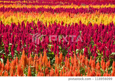 A carpet of colorful celosia flowers 118956099