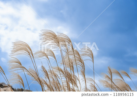奈良郡宇田郡索尼村索尼高原秋季生長的蒲葦 118956115
