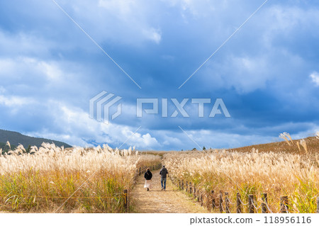 Pampas grass growing on the Soni Plateau in autumn and a walking path in Soni Village, Uda County, Nara Prefecture 118956116