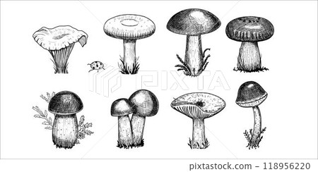 Set with edible mushrooms. Hand drawn vector illustration Set with edible mushrooms. Hand drawn vector illustration 118956220